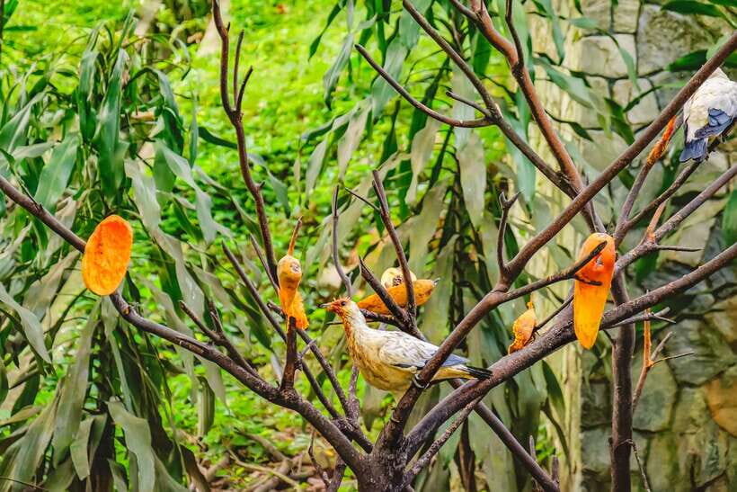 Kuala Lumpur: Bird Park Day Ticket & 1-Way Transfer - Exploring the Kuala Lumpur Bird Park: What to Expect