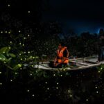 Kuala Selangor Fireflies & Nature Escape  From Kuala Lumpur - The Sum Up