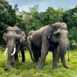 Kulen Elephant Forest and Tonle Sap Lake by Private Tour - FAQ