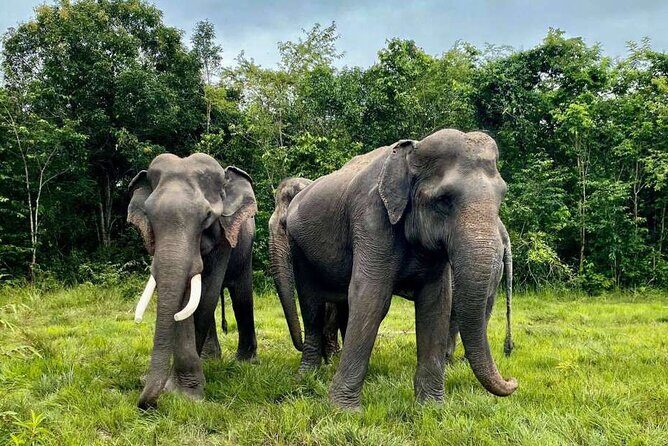 Kulen Elephant Forest and Tonle Sap Lake by Private Tour - FAQ