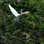 Kumarakom Explore Backwaters & Birds at Coconut Lagoon Pick&Drop - Why This Tour Stands Out