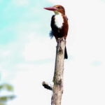 Kumarakom: Sunrise Cruise With Village Life and Local Food - Who This Tour Is Perfect For