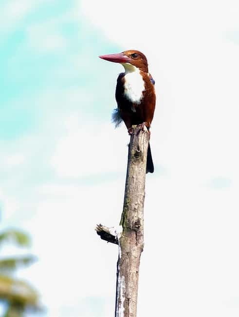 Kumarakom: Sunrise Cruise With Village Life and Local Food - Who This Tour Is Perfect For