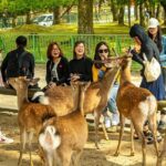 Kyoto and Nara Friendly Two-Day Walking Tour with Guide - Who Will Love This Tour?