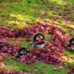 Kyoto Arashiyama Easy Walk Tour - Who Should Consider This Tour?