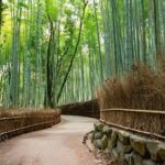 Kyoto Arashiyama, Nara Park, and Fushimi Shrine Tour - Authentic Experiences & Practical Insights
