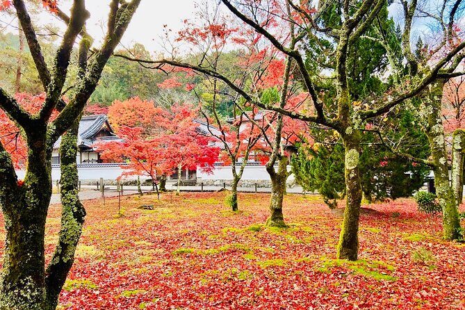 Kyoto Autumn Foliage Private Car Tour Temples and Gardens - The Itinerary and How It Changes with the Season