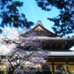 Kyoto Cherry Blossom 1 Day Walking Tour - Final Thoughts