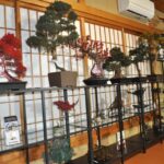 Kyoto: Dry Bonsai Making Workshop - Value and Practical Considerations