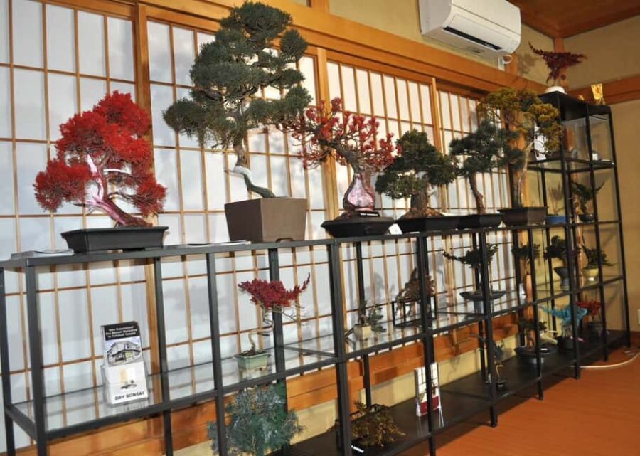 Kyoto: Dry Bonsai Making Workshop - Value and Practical Considerations