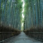 Kyoto Early Bird Tour Tokyo Round Trip Shinkansen Option - Exploring the Itinerary in Detail