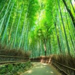 Kyoto Guided Tour of Bamboo Forest, Temple and more - The Sum Up: Is This Tour Worth It?