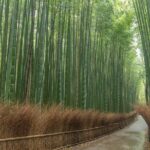 Kyoto Highlights Private Walking Tour - Final Thoughts: Is This Tour Right for You?