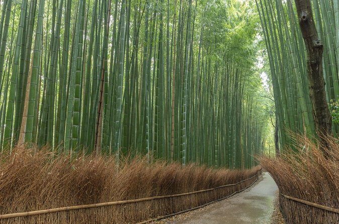 Kyoto Highlights Private Walking Tour - Final Thoughts: Is This Tour Right for You?