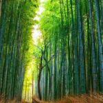 Kyoto Highlights Tour: Arashiyama, Nara Park and Fushimi Inari - A Deep Dive into the Kyoto Highlights Tour