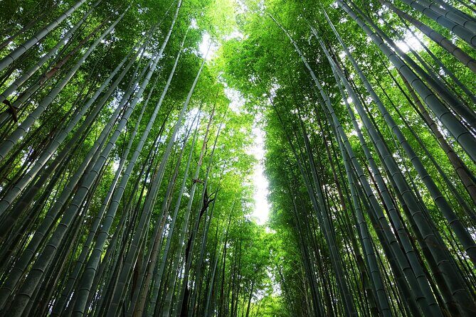 Kyoto Morning Tour with English Speaking Guide - The Real Value of This Tour