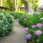 Kyoto Private Hydrangea Tour by Car and Rail - FAQ