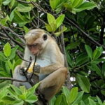 Lagoon Tour to Monkey Island in Negombo - A Detailed Look at the Lagoon Tour Experience