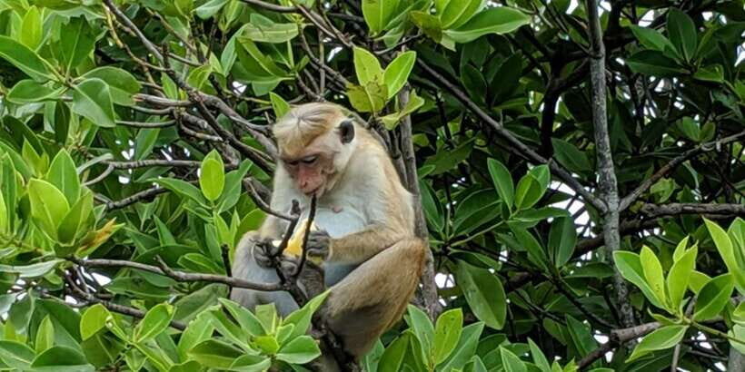 Lagoon Tour to Monkey Island in Negombo - A Detailed Look at the Lagoon Tour Experience