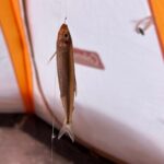 Lake Nukabira Smelt Fishing Private Tour - The Sum Up