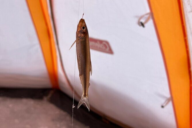 Lake Nukabira Smelt Fishing Private Tour - The Sum Up