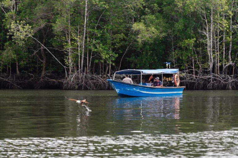 Langkawi: Kilim Geopark Mangrove Tour with Eagle Watching - Who Should Consider This Tour?