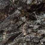 Langkawi Mangrove Night Safari And Wildlife With BBQ Dinner - Final Thoughts: Who Should Consider This Tour?