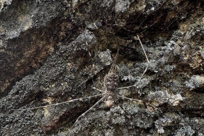 Langkawi Mangrove Night Safari And Wildlife With BBQ Dinner - Final Thoughts: Who Should Consider This Tour?