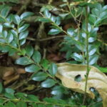 Langkawi: Morning Rainforest Walking Tour - Exploring Langkawi’s Rainforest: What You Can Expect