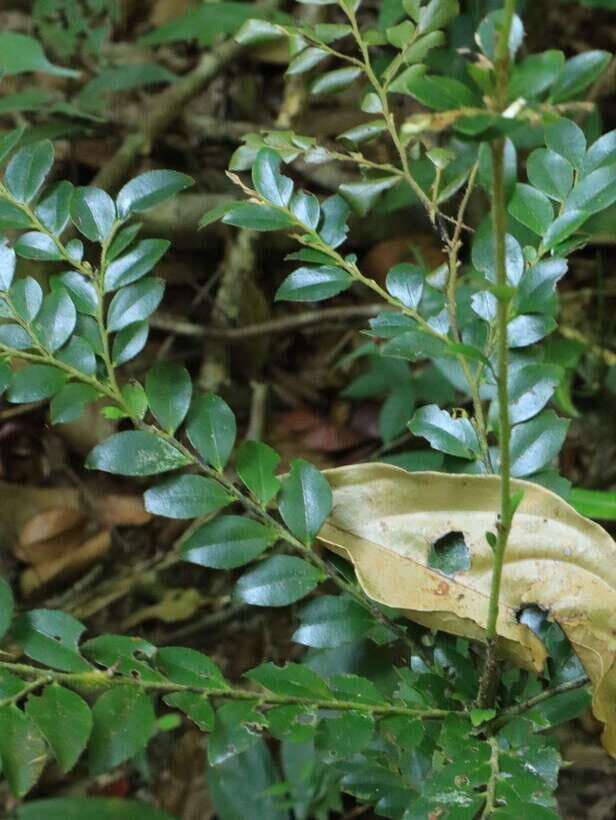 Langkawi: Morning Rainforest Walking Tour - Exploring Langkawi’s Rainforest: What You Can Expect