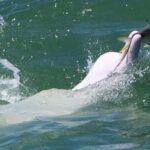 Lantau Group Tour: Dolphin Watching, Fishing Village & Cable Car - The Sum Up