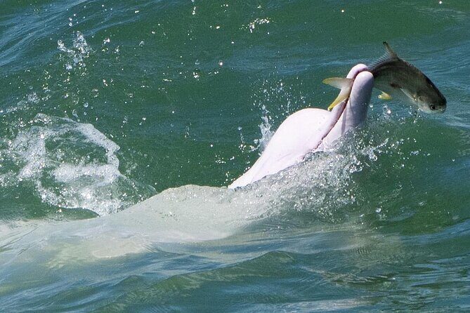 Lantau Group Tour: Dolphin Watching, Fishing Village & Cable Car - The Sum Up