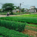 Lantern making class and Tra Que Bike Tour - Discovering Hoi An’s Rural Heartland