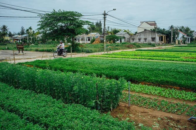 Lantern making class and Tra Que Bike Tour - Discovering Hoi An’s Rural Heartland