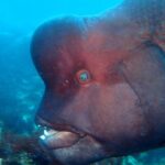 Let's enjoy Scuba diving in Izu Peninsula for certificate Diver - Final Thoughts: Is It Worth It?