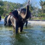 Living Green Elephant Sanctuary Experience near Bangkok & Pattaya - Key Points