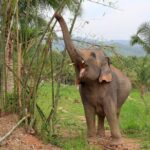Living Green Elephant Sanctuary Tour from Bangkok and Pattaya - A Deep Dive into the Living Green Elephant Sanctuary Tour