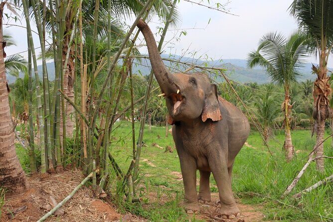 Living Green Elephant Sanctuary Tour from Bangkok and Pattaya - A Deep Dive into the Living Green Elephant Sanctuary Tour