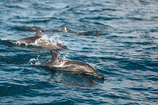 Lovina Dolphin Watching, Snorkeling and Waterfall Tour in Bali - Who Will Love This Tour?
