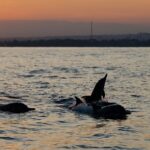 Lovina Watching Swimming with Dolphins and Snorkeling - A Deep Dive into the Lovina Dolphin and Snorkeling Tour