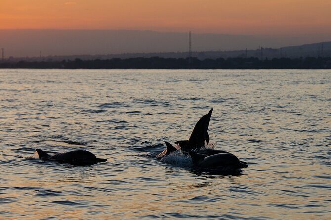 Lovina Watching Swimming with Dolphins and Snorkeling