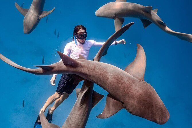 Maafushi: Ship wreck & Nurse shark snorkeling with Dolphin watching - FAQ