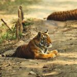 Madhya Pradesh: Kanha National Park Guided Safari Tour - More Practical Details