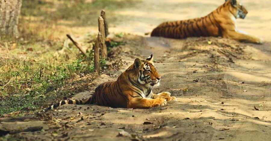 Madhya Pradesh: Kanha National Park Guided Safari Tour - More Practical Details