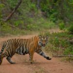 Madhya Pradesh: Satpura National Park Guided Jeep Safari - The Scenic Landscape and Wildlife Encounters