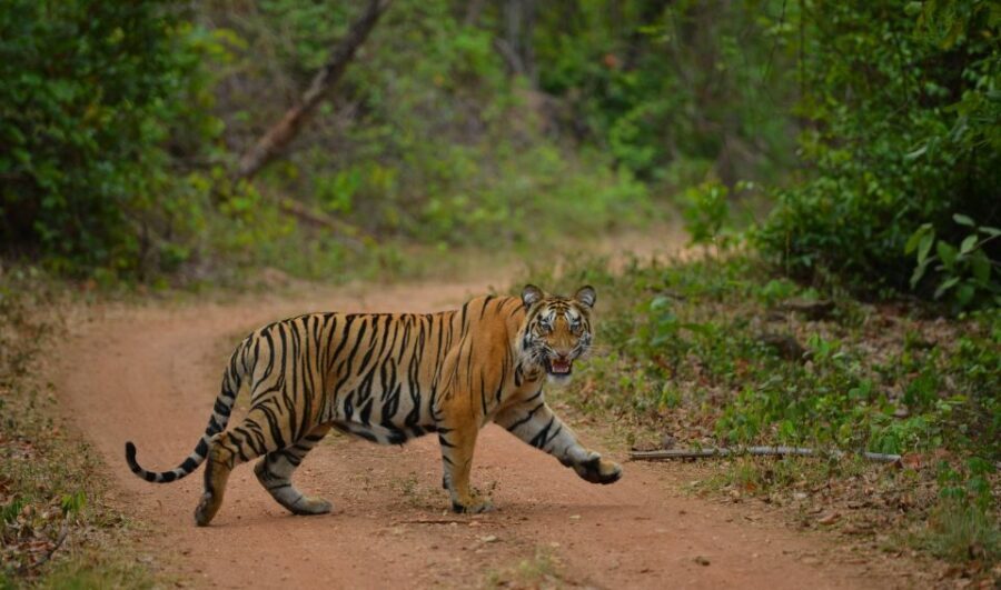 Madhya Pradesh: Satpura National Park Guided Jeep Safari - The Scenic Landscape and Wildlife Encounters