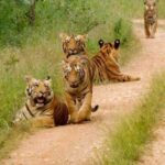 Madhya Pradesh Tribal and National Park Tour 3D/2N - FAQ