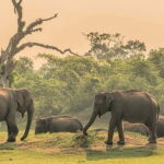 Maduru Oya National Park Private Safari - The Details: What You Should Know