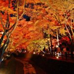 Maiko Dance and Autumn Leaves Illumination at Kitano Tenmangu TW - Key Points