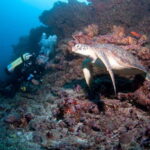 Maldives: Discover Scuba Diving - An In-Depth Look at the Maldives Discover Scuba Diving Experience